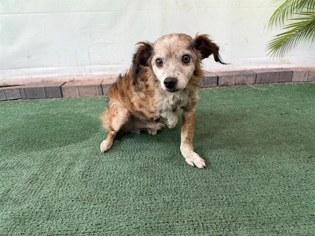 Gordo, a Chihuahua, available for adoption