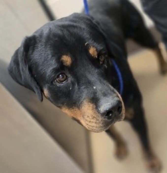 Adoptable pet photo