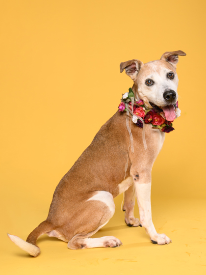 Adoptable pet photo