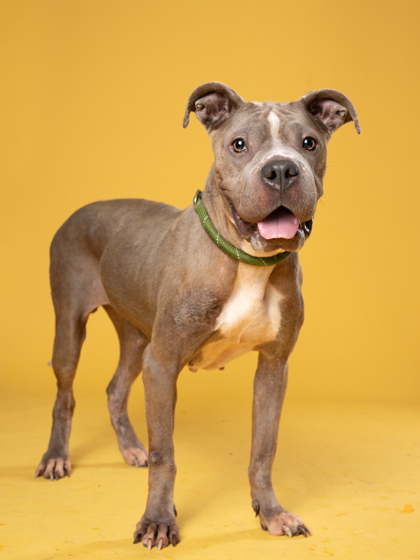 Adoptable pet photo