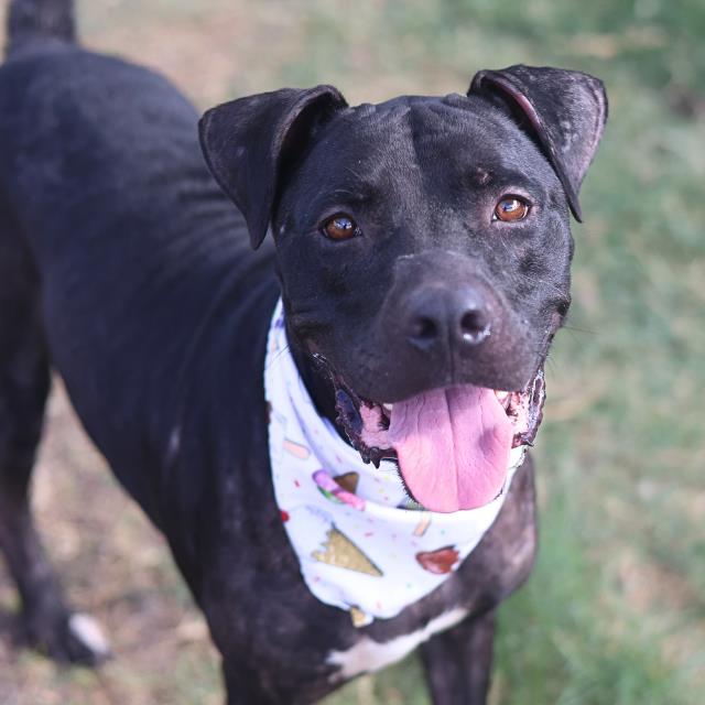 Adoptable pet photo