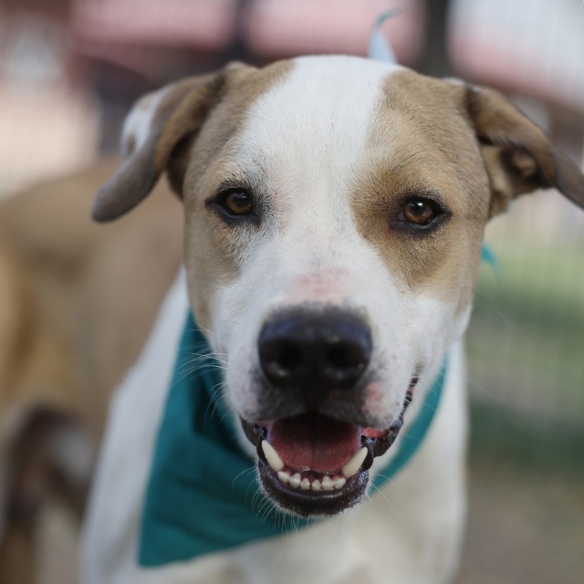 Adoptable pet photo