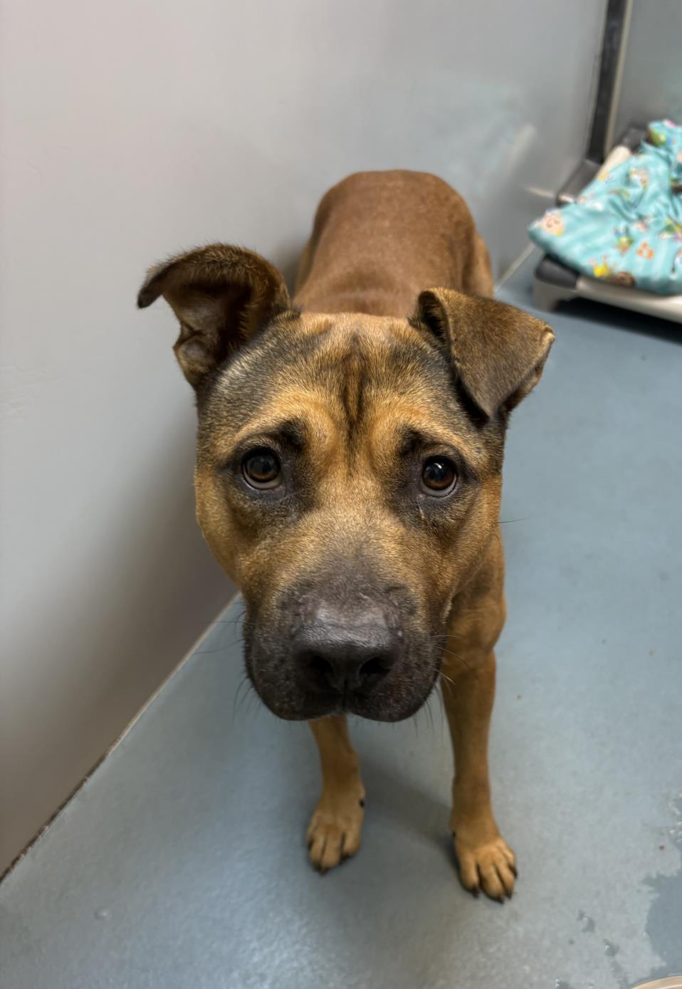 Adoptable pet photo