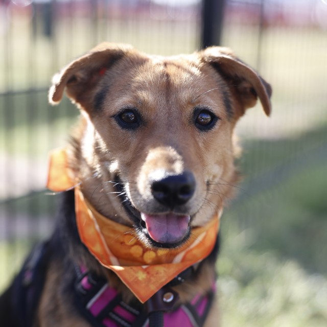 Adoptable pet photo