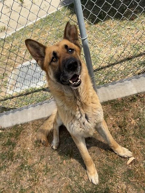 Adoptable pet photo