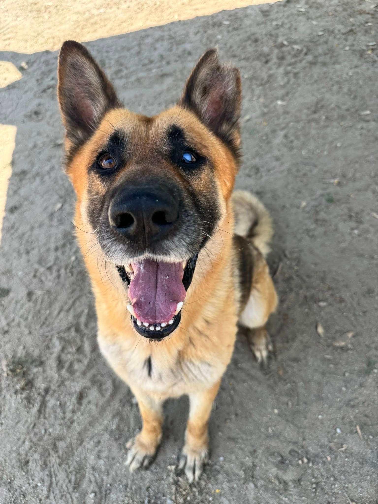 James, a German Shepherd, available for adoption
