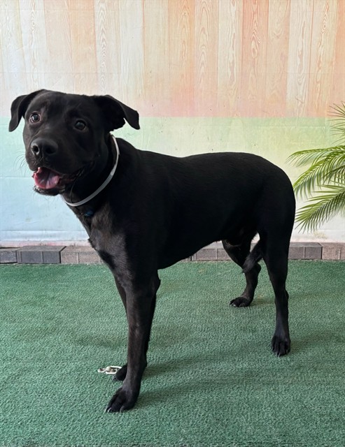 Adoptable pet photo