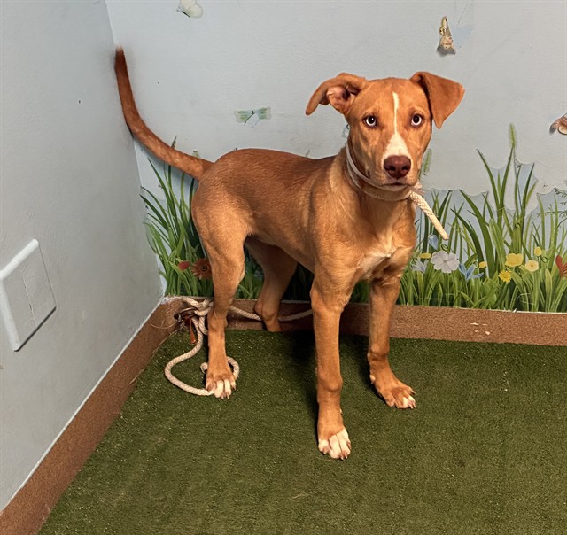 Adoptable pet photo