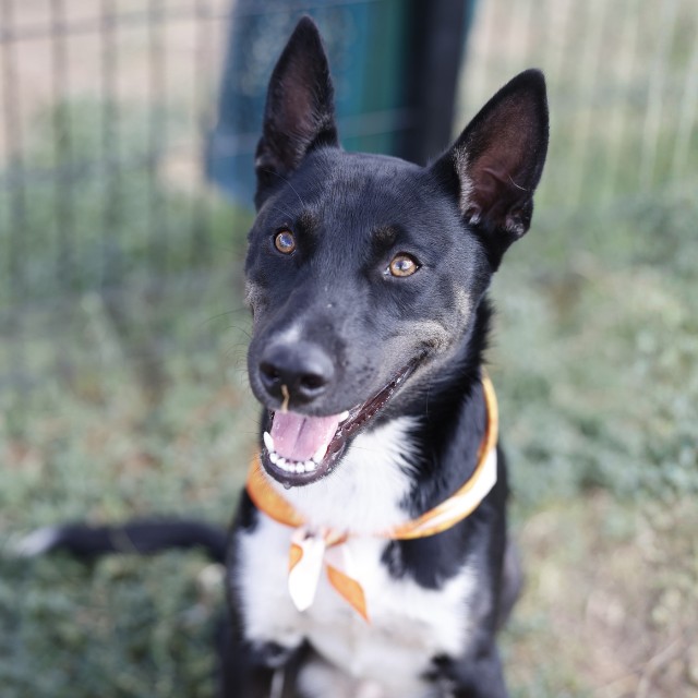 Adoptable pet photo