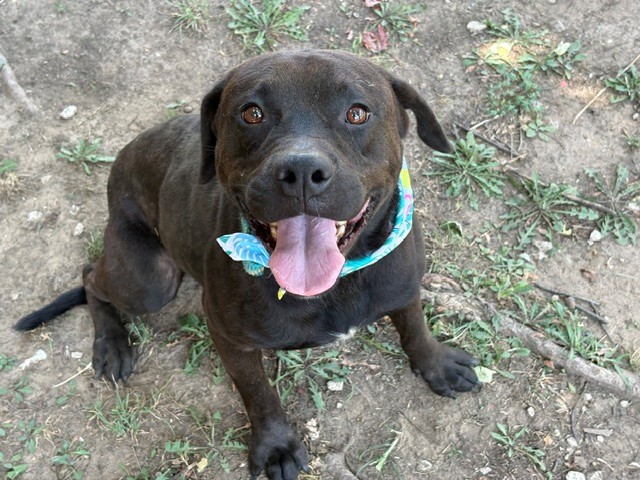 Tax, a Pit Bull Terrier, available for adoption