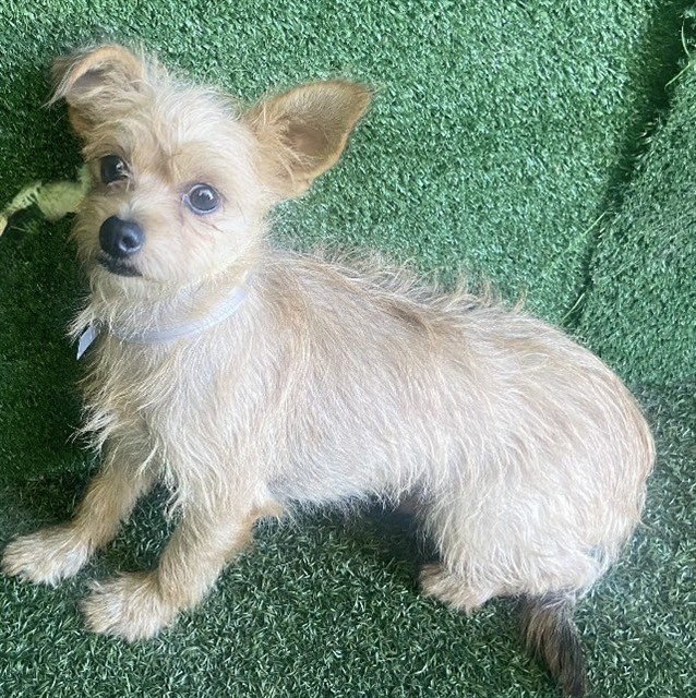 Scrappy, a Chihuahua, available for adoption