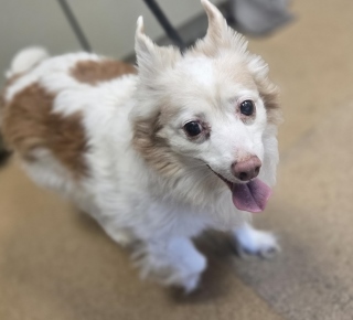 Daisy, a Chihuahua (mix breed), available for adoption