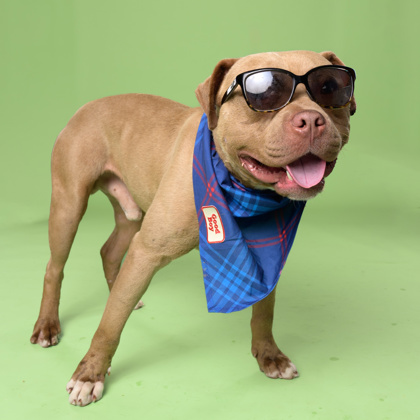 Gronk, a American Staffordshire Terrier (mix breed), available for adoption