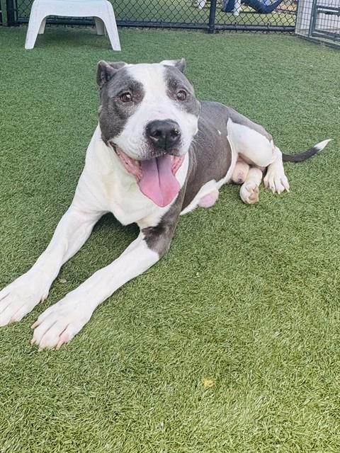 Bones, a American Staffordshire Terrier (mix breed), available for adoption