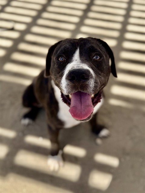 Michael, a Pit Bull Terrier (mix breed), available for adoption