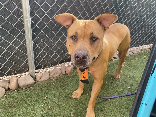 Autumn, a Bullmastiff, available for adoption