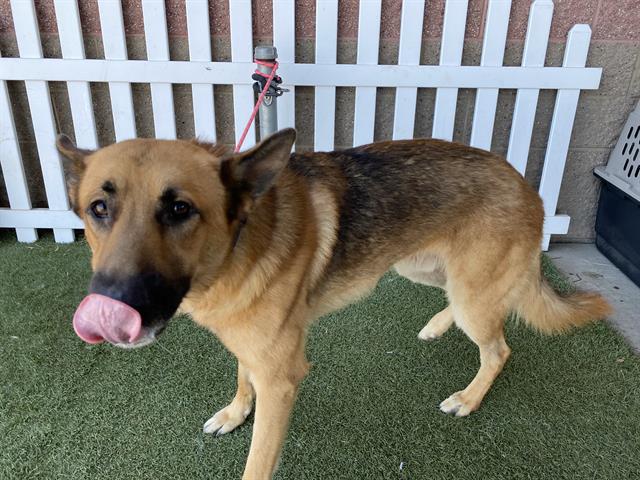 Drake, a German Shepherd, available for adoption