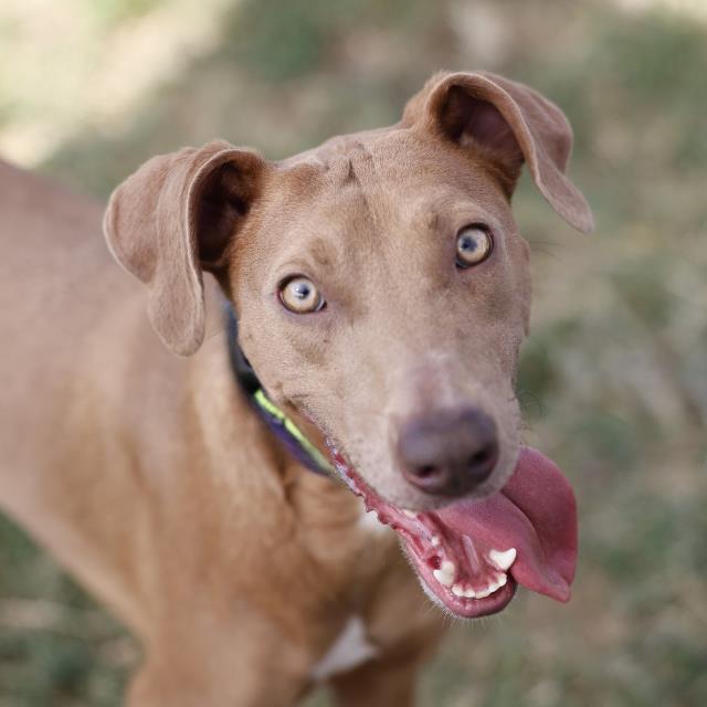 Amy, a Retriever, available for adoption