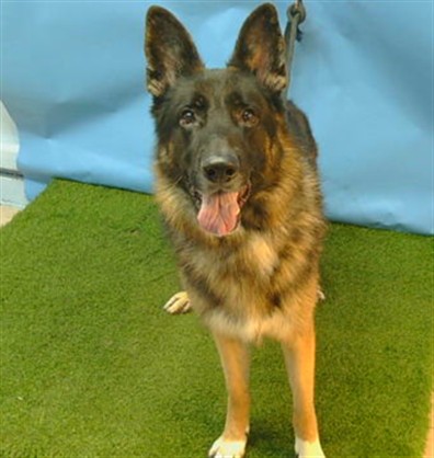 Ace, a German Shepherd, available for adoption