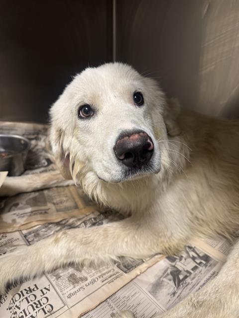 Cloud, a Great Pyrenees, available for adoption