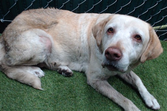 Yellow, a Labrador Retriever, available for adoption