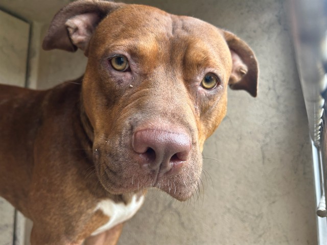 A480024, a Pit Bull Terrier (mix breed), available for adoption