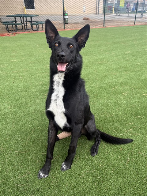 Shang Tsung, a Labrador Retriever, available for adoption