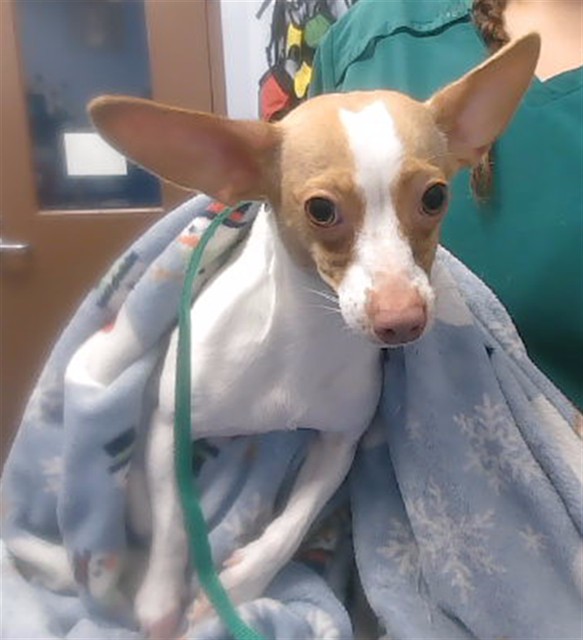Kiwi, a Chihuahua (mix breed), available for adoption