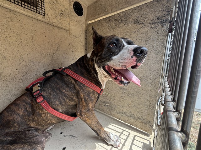A480093, a Pit Bull Terrier (mix breed), available for adoption