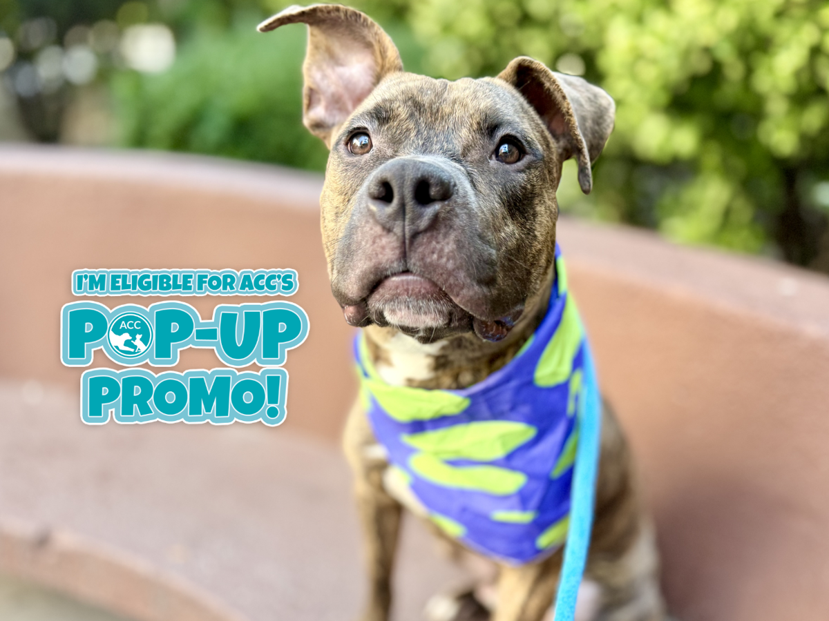 Sticky Keys, a Pit Bull Terrier, available for adoption