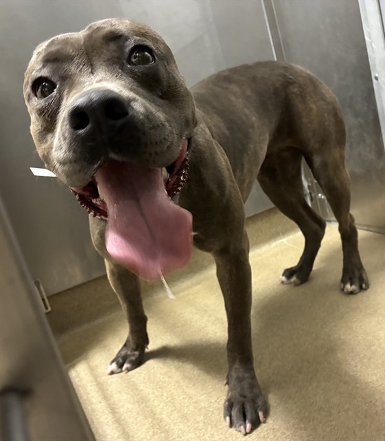 Bonnie, a Bullmastiff, available for adoption