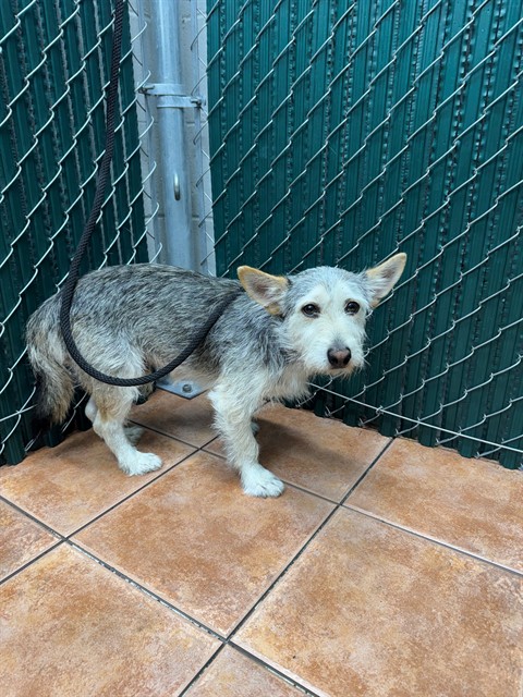 Blue, a Terrier, available for adoption