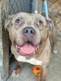 Ludwig, a Pit Bull Terrier (mix breed), available for adoption