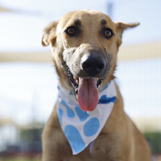 Meringue, a Shepherd (mix breed), available for adoption
