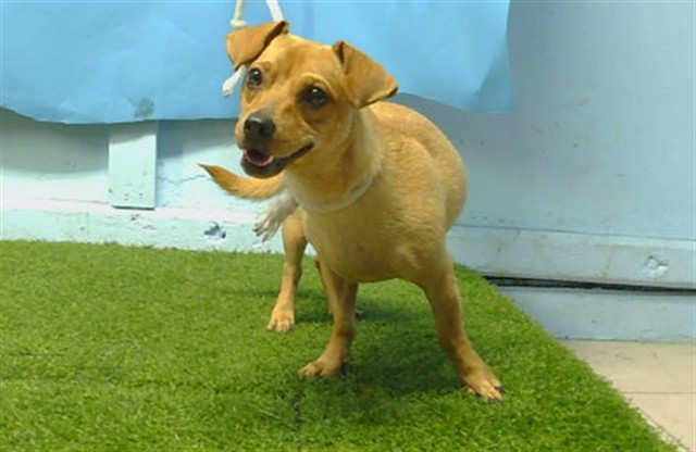 A5800425, a Dachshund, available for adoption
