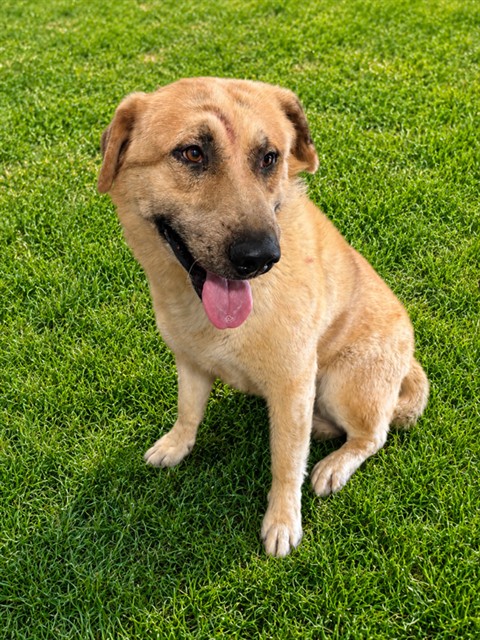 Donnie, a Anatolian Shepherd, available for adoption