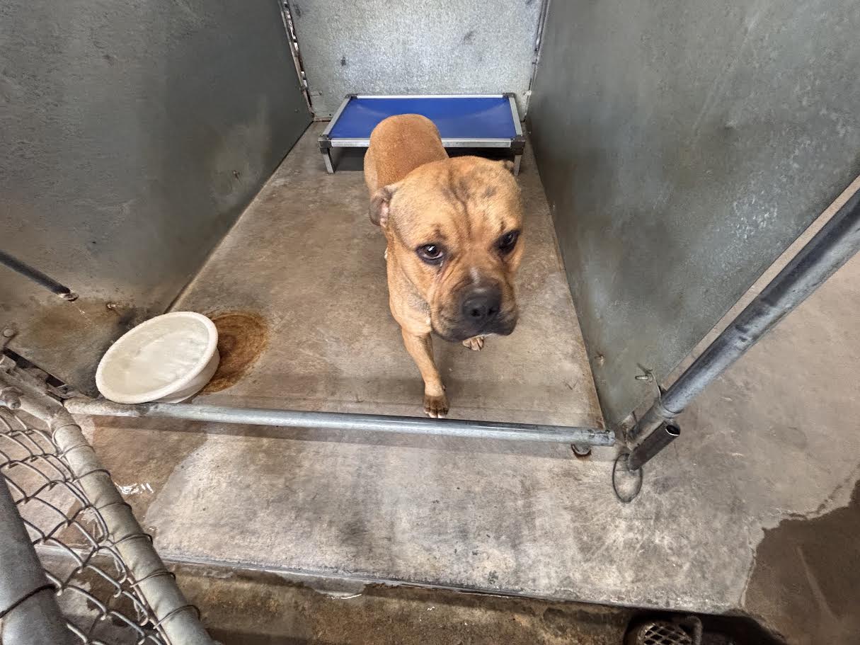 Bandit, a Boxer (mix breed), available for adoption
