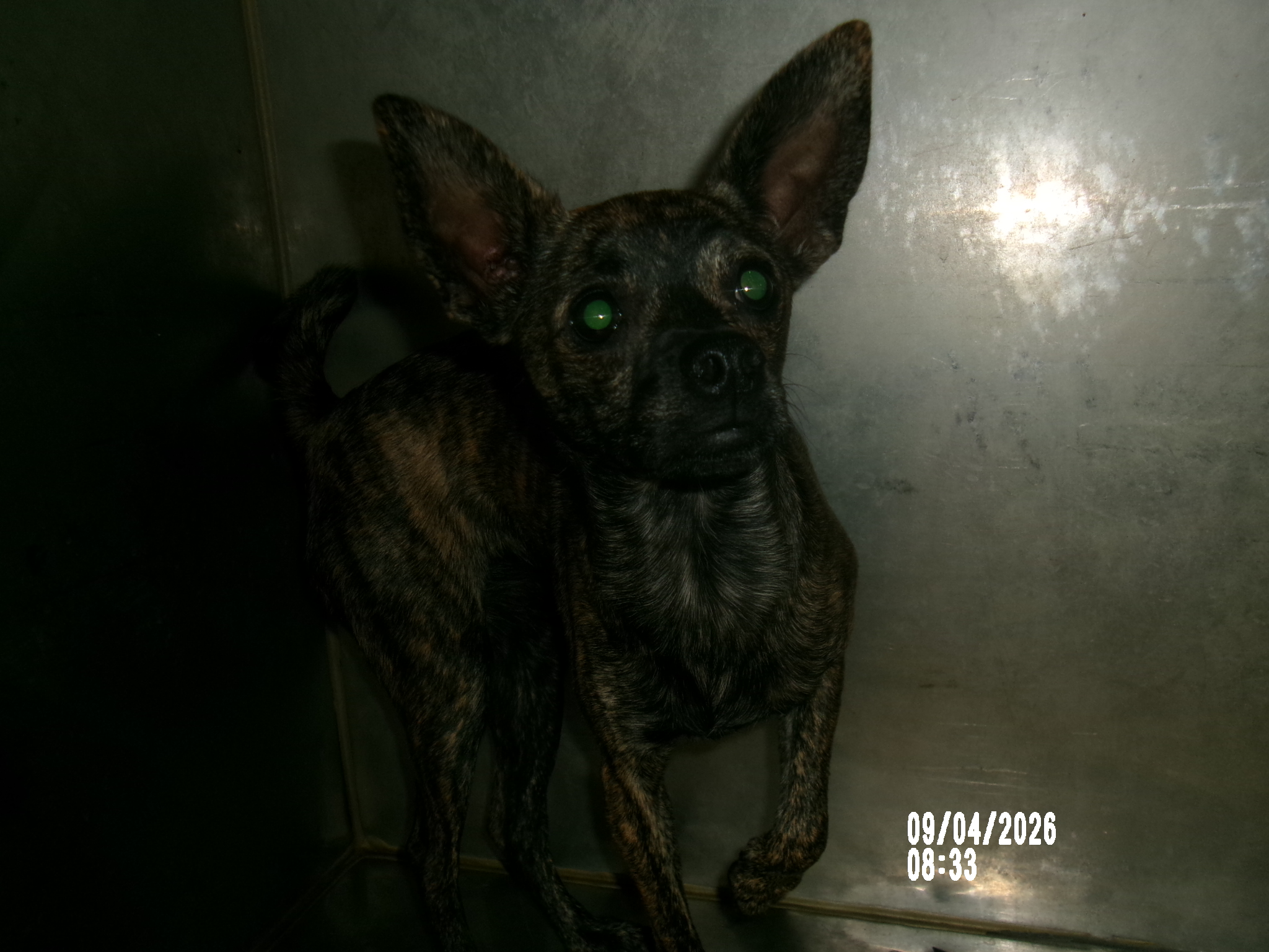Charmy, a Chihuahua (mix breed), available for adoption