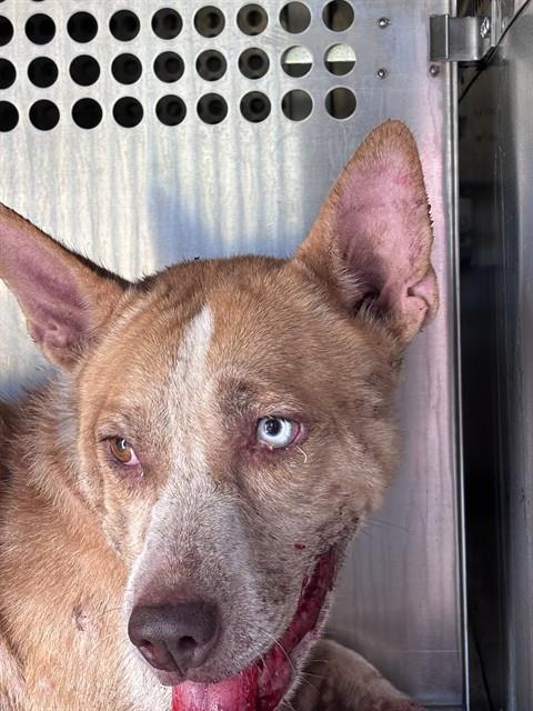 A480598, a Pit Bull Terrier (mix breed), available for adoption