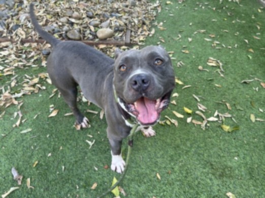 Nico, a American Staffordshire Terrier, available for adoption