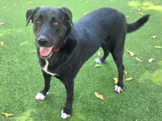 Maxine, a Labrador Retriever, available for adoption