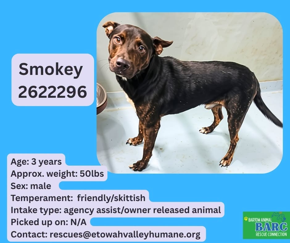 Smokey, a Pit Bull Terrier, available for adoption