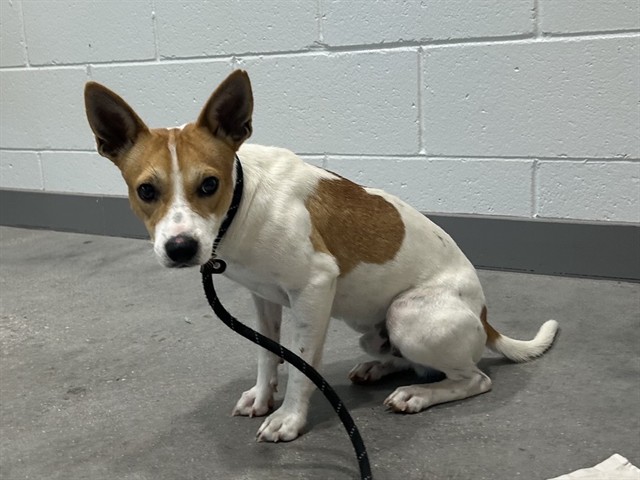 Tweed, a Cattle Dog (mix breed), available for adoption