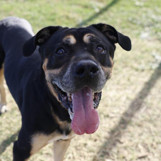 Aragorn, a Rottweiler (mix breed), available for adoption