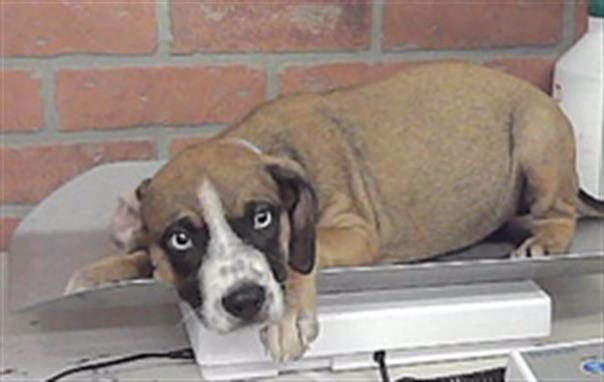 Hanna, a American Staffordshire Terrier (mix breed), available for adoption