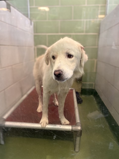 Andres, a Great Pyrenees (mix breed), available for adoption
