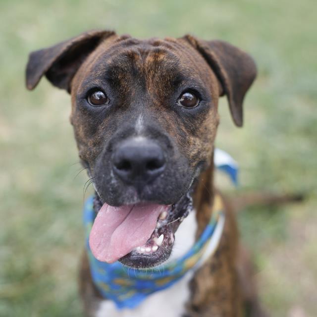 Lane, a Boxer, available for adoption