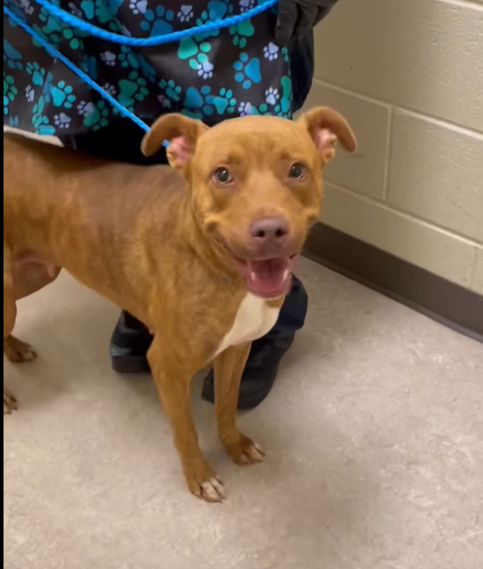 Misty, a Pit Bull Terrier (mix breed), available for adoption