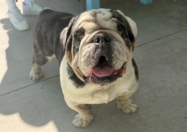 A5803446, a English Bulldog, available for adoption