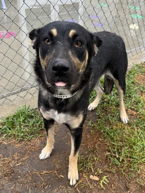 Tulle, a Shepherd, available for adoption